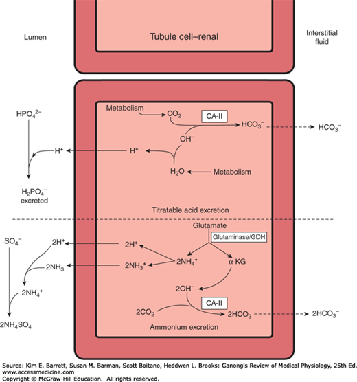 Acidification of the Urine & Bicarbonate Excretion Basicmedical Key