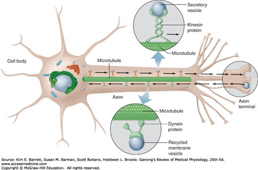 Excitable Tissue Nerve Basicmedical Key