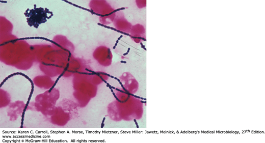 The Streptococci, Enterococci, and Related Genera Basicmedical Key