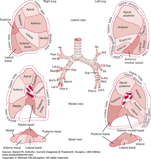 Pulmonary Segmental Anatomy