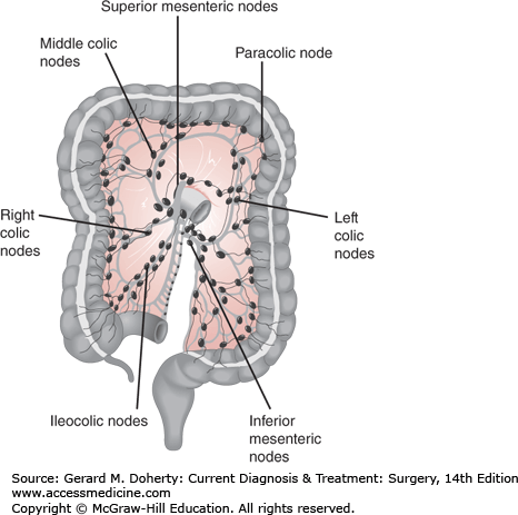 Ileocecal Valve Location