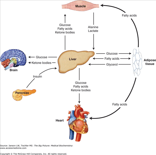 Chapter 10. Metabolism and Vitamins/Minerals Basicmedical Key