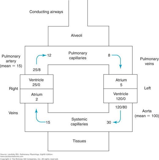 Blood Flow to the Lung | Basicmedical Key