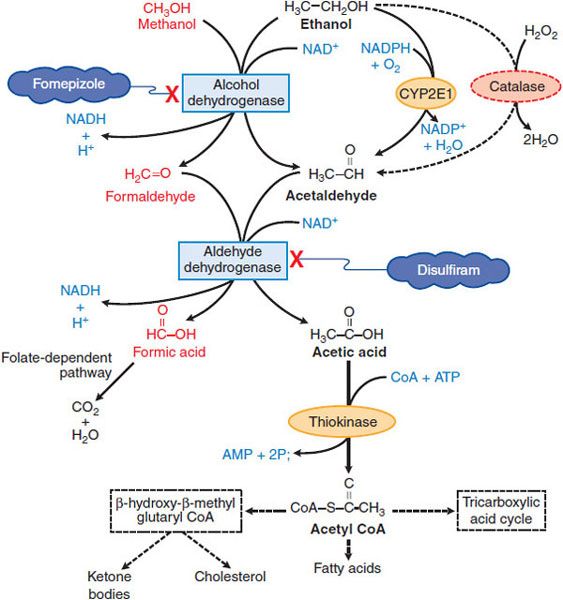 Ethanol and Methanol Basicmedical Key