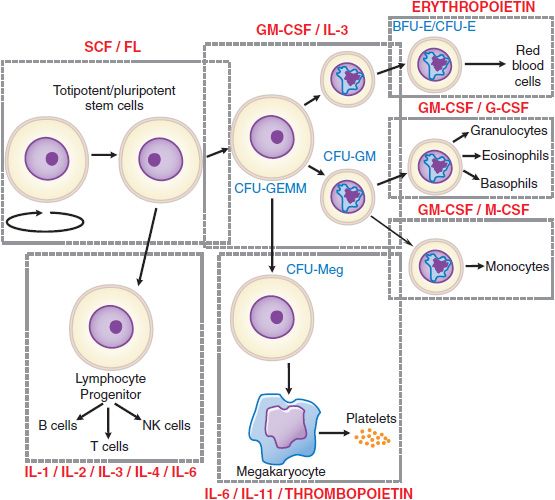 Hematopoietic Agents Growth Factors, Minerals, and Vitamins