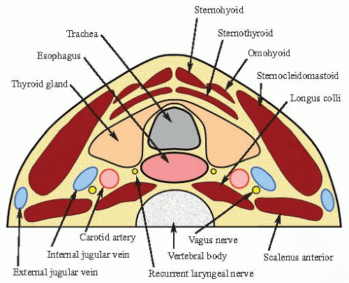 Normal Anatomy and Histology Basicmedical Key