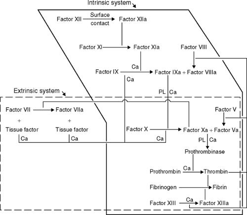 Hematology and Oncology | Basicmedical Key