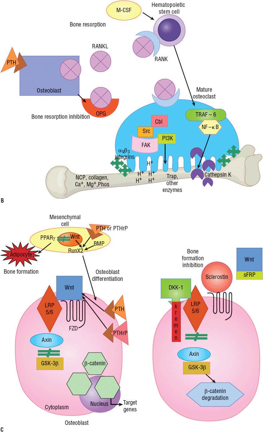 Osteoporosis and Other Metabolic Bone Diseases
