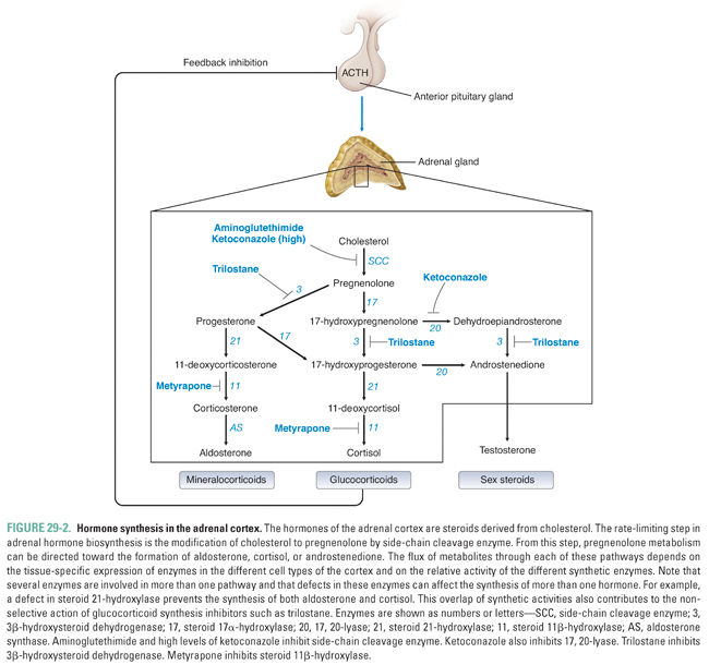 Pharmacology of the Adrenal Cortex Basicmedical Key