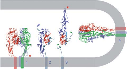 Principles of Virus Structure | Basicmedical Key
