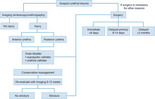 Genitourinary Tract Trauma | Basicmedical Key