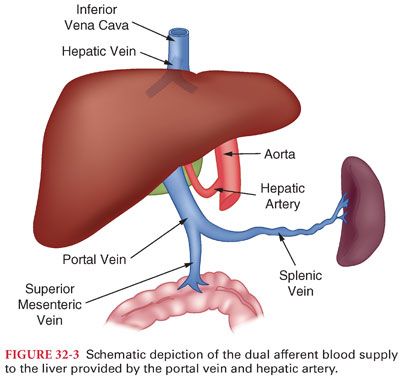 Gastrointestinal Physiology | Basicmedical Key