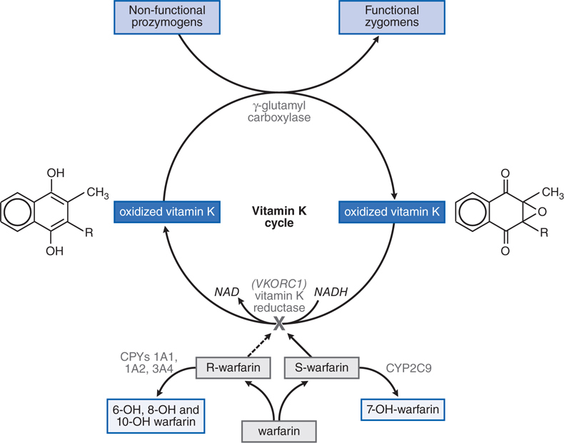 Drug Therapy of Thromboembolic Disorders Basicmedical Key