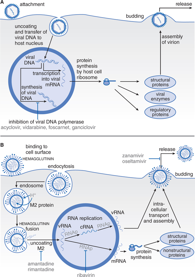 Antiviral Agents and Treatment of HIV Infection Basicmedical Key