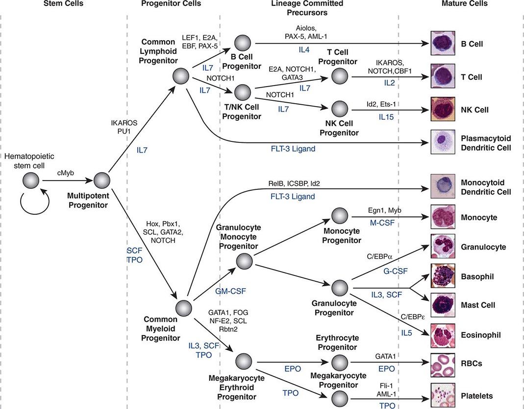Hematopoietic Stem Cells Basicmedical Key