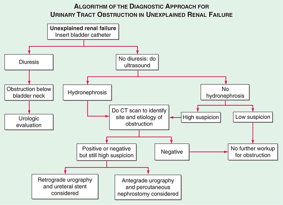 Vascular Injury to the Kidney Basicmedical Key