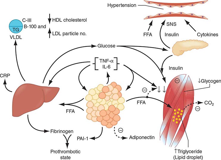 Acute Hypoglycemia Typically Causes