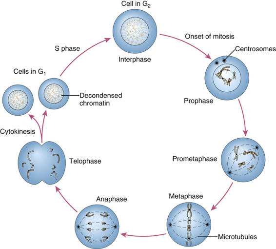 of the Genome Basicmedical Key