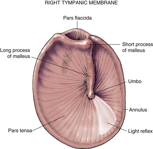 Otorhinolaryngologic Surgery Basicmedical Key