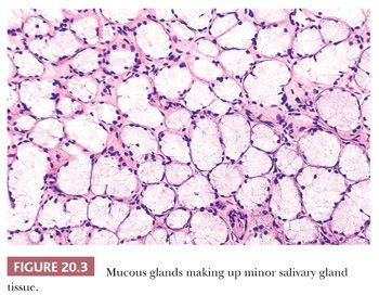 Mucous And Serous Glands