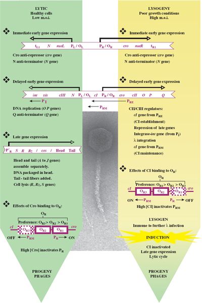 Bacterial Viruses | Basicmedical Key