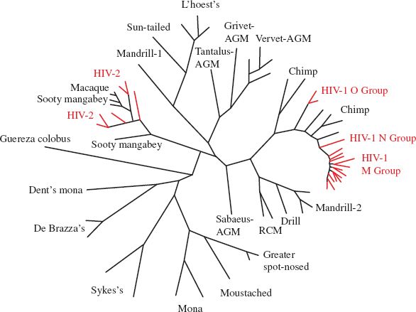 Origins and Evolution of Viruses Basicmedical Key