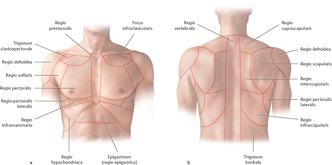 Topographical Anatomy Basicmedical Key