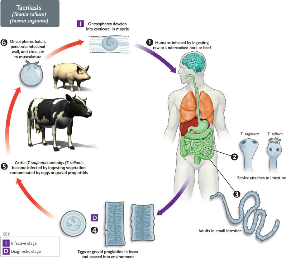 Cestodes Basicmedical Key