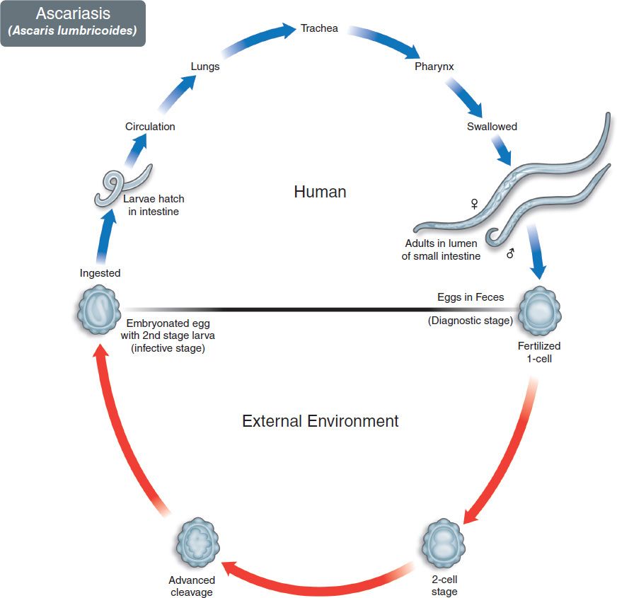 Nematodes Basicmedical Key