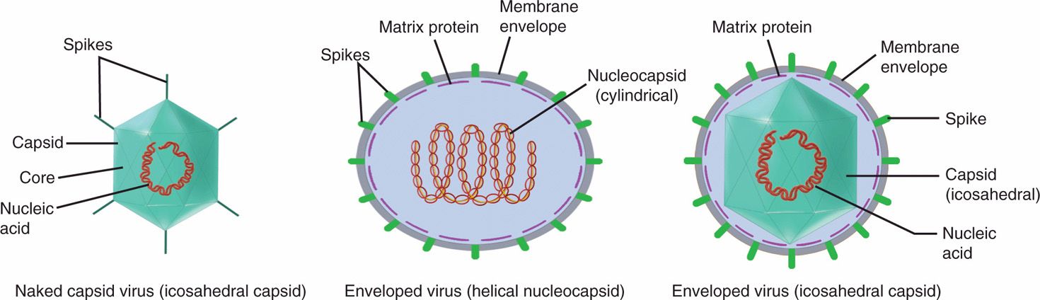 6 Viruses—Basic Concepts Basicmedical Key