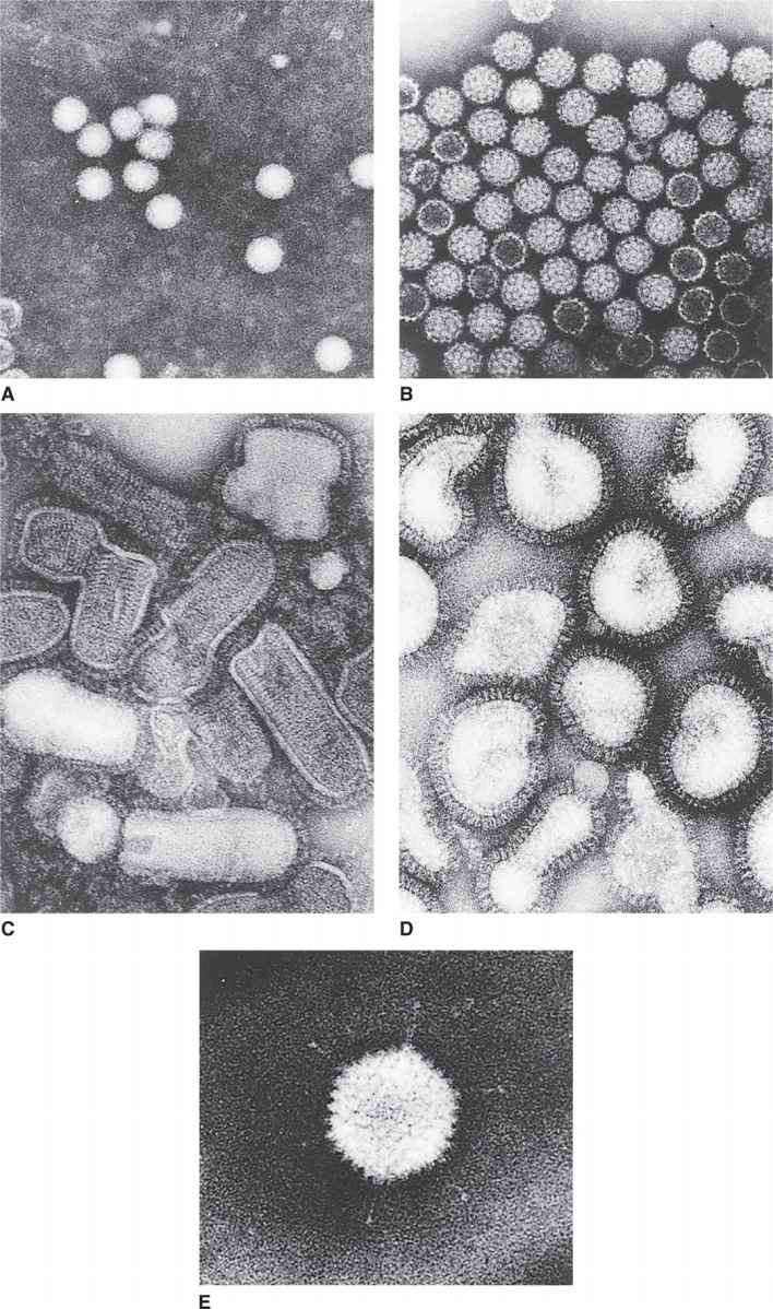 6 Viruses—Basic Concepts Basicmedical Key