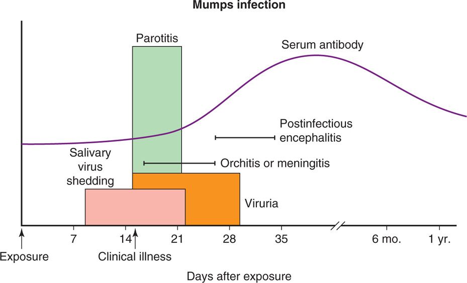10 Viruses Of Mumps, Measles, Rubella, And Other Childhood Exanthems | Basicmedical Key