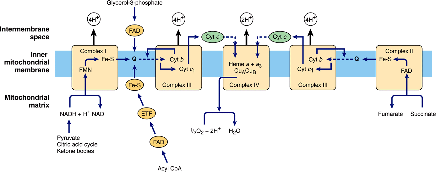The Respiratory Chain & Oxidative Phosphorylation Basicmedical Key