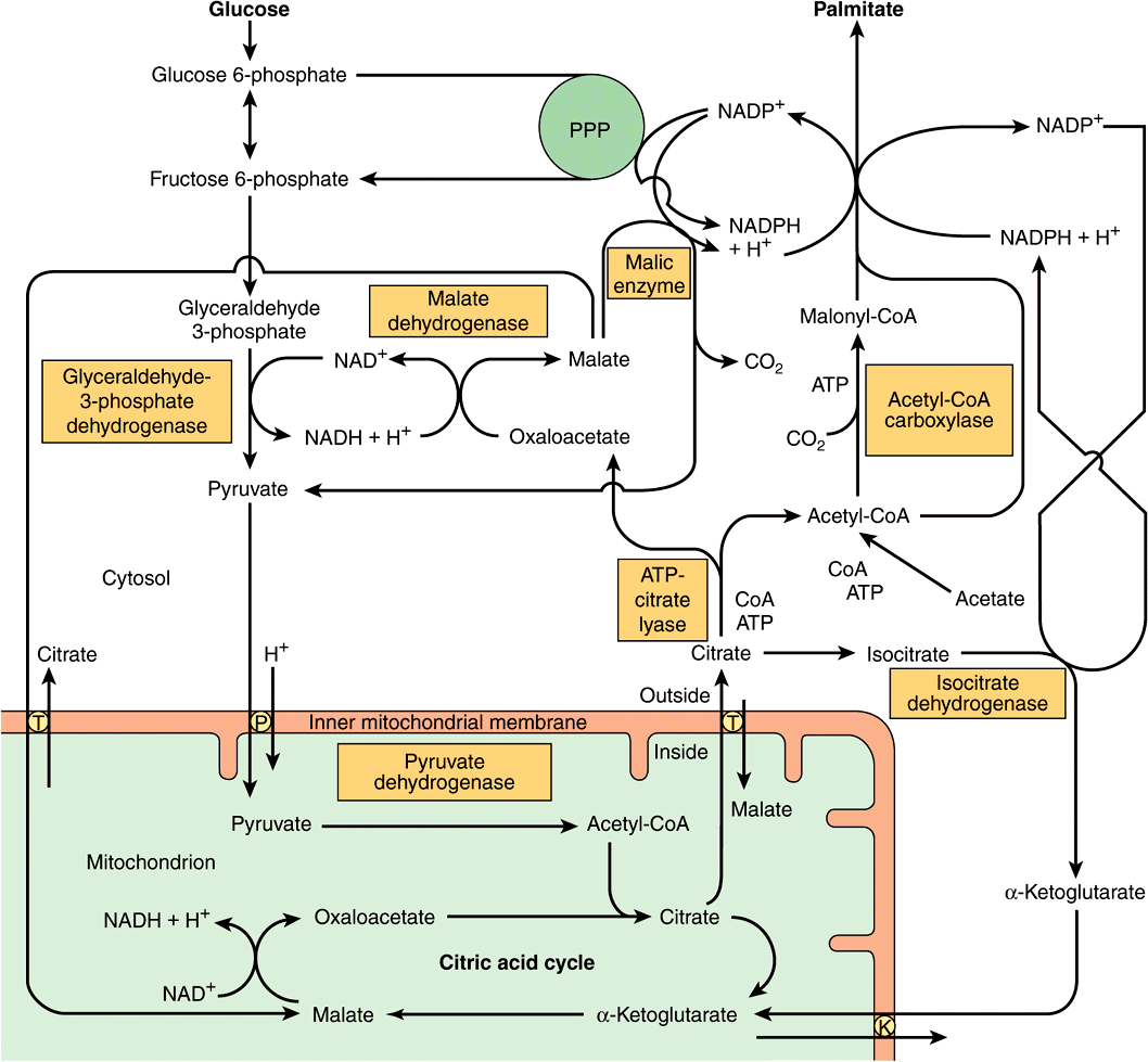 Biosynthesis of Fatty Acids & Eicosanoids Basicmedical Key