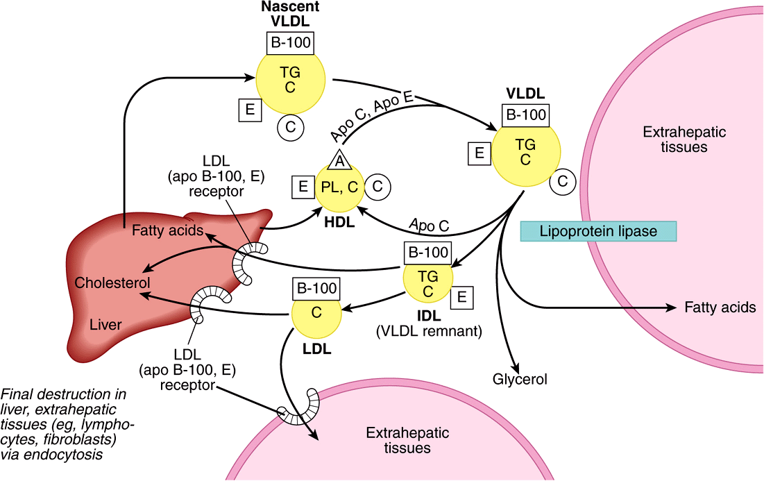 Lipid Transport & Storage Basicmedical Key