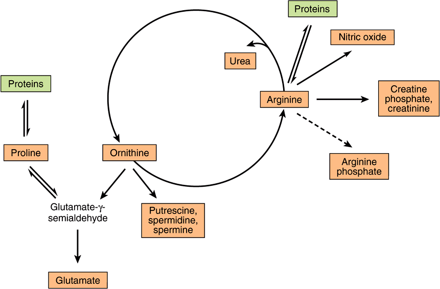 Conversion of Amino Acids to Specialized Products Basicmedical Key