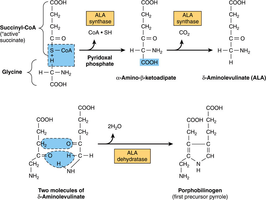 Porphyrins & Bile Pigments Basicmedical Key