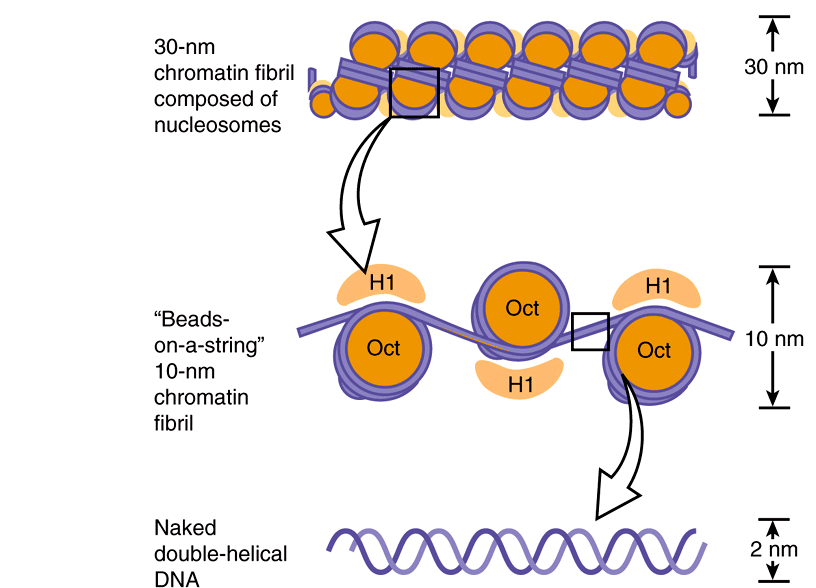 DNA Organization, Replication, & Repair Basicmedical Key