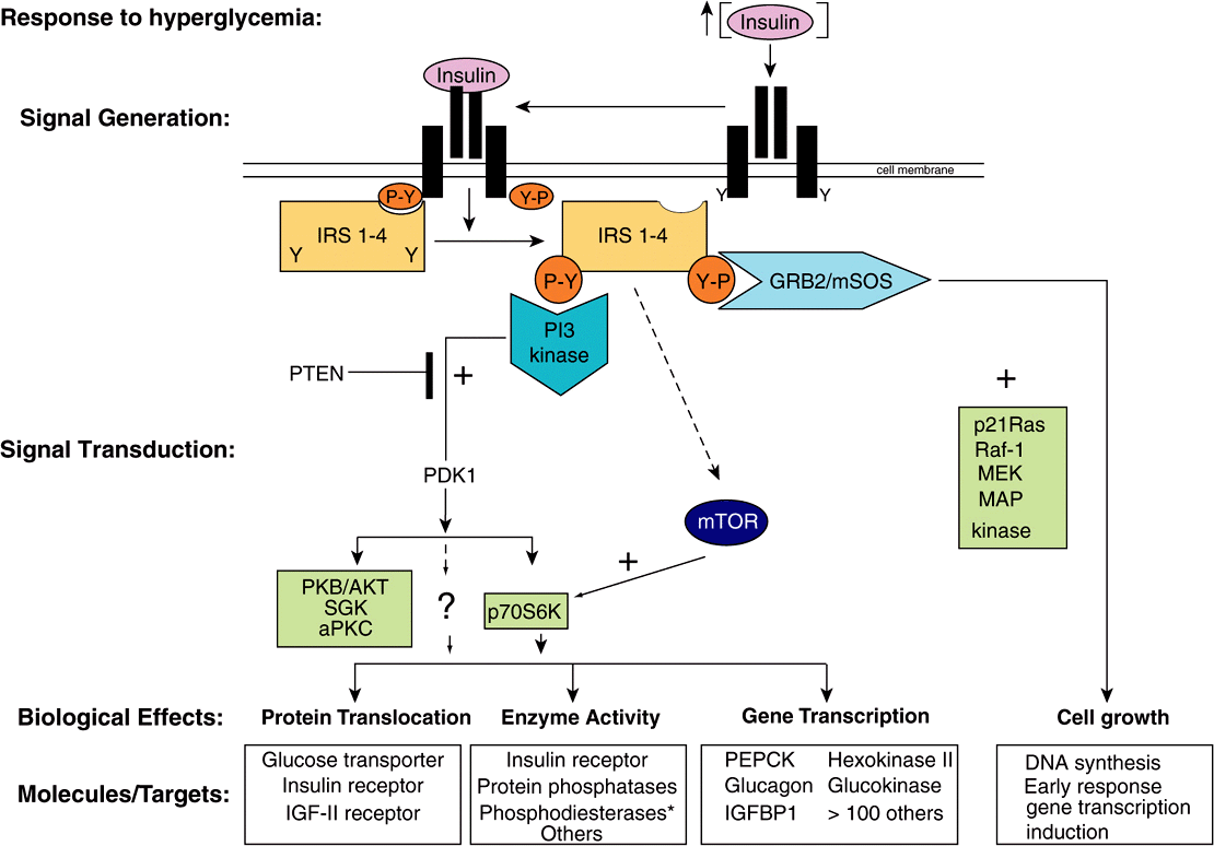 Hormone Action & Signal Transduction Basicmedical Key