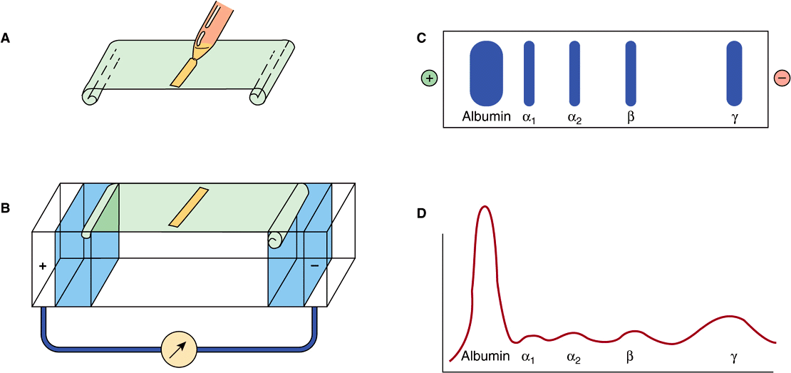 Plasma Proteins & Immunoglobulins Basicmedical Key