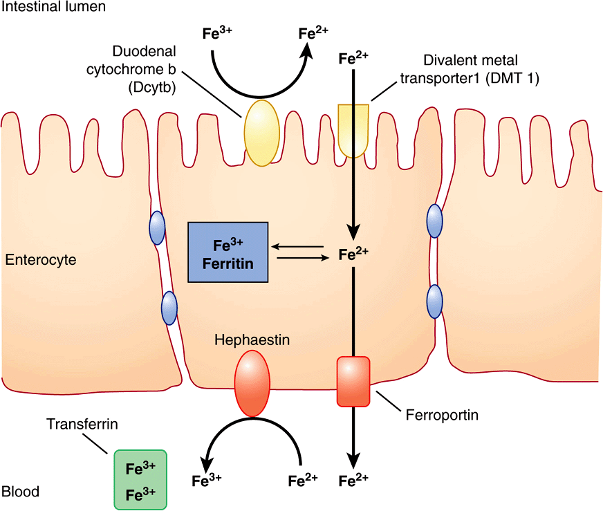 Plasma Proteins & Immunoglobulins Basicmedical Key