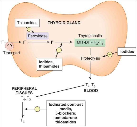 Thyroid & Antithyroid Drugs Basicmedical Key