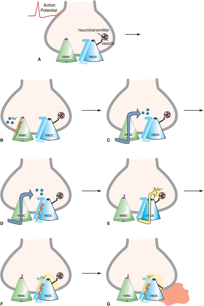 Ion channels as targets of psychopharmacological drug action