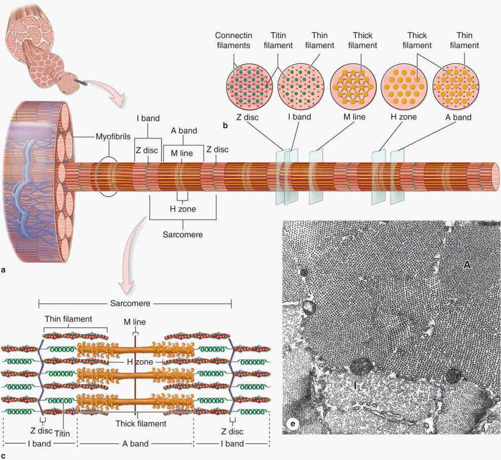 Muscle Tissue Basicmedical Key