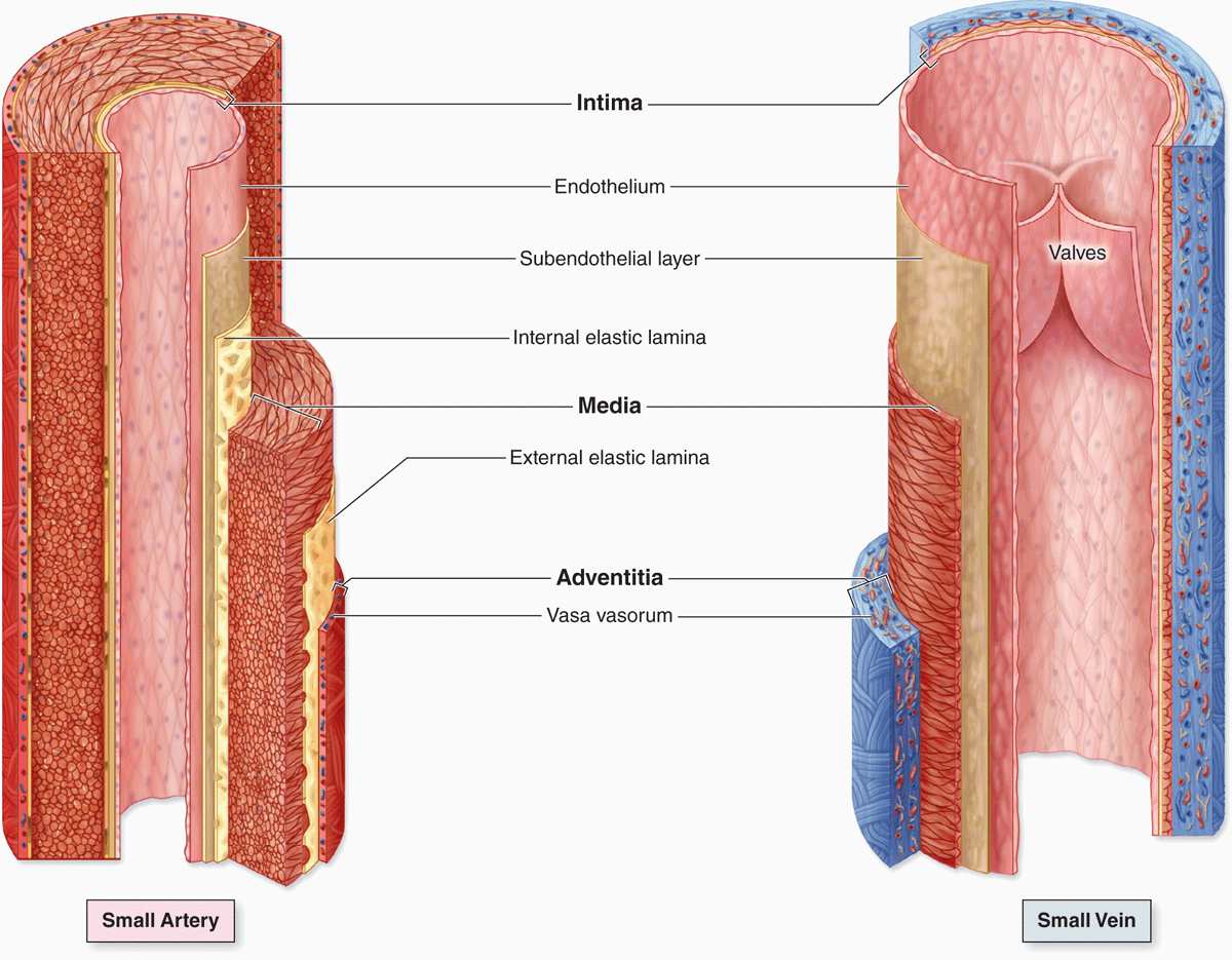 The Circulatory System Basicmedical Key