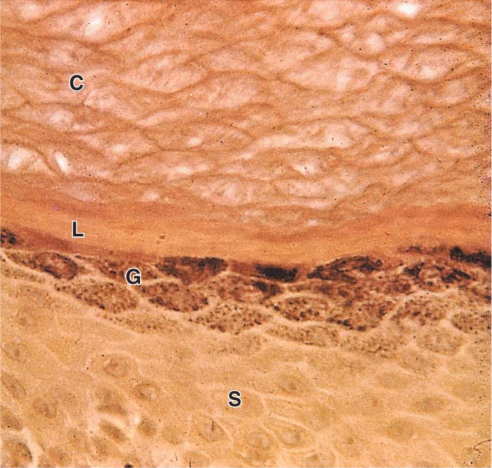 Skin Basicmedical Key