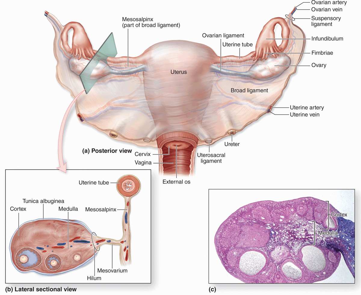 Ovaries Structure