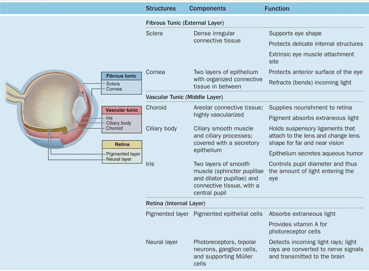 The Eye & Ear Special Sense Organs Basicmedical Key