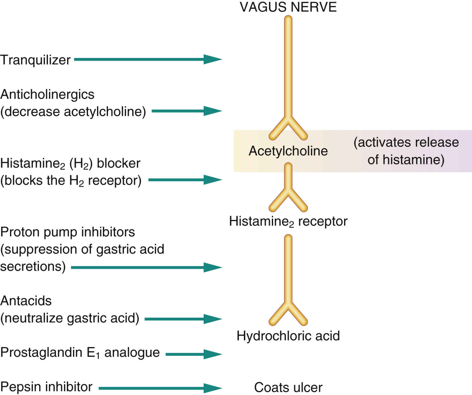 Antiulcer Drugs Basicmedical Key