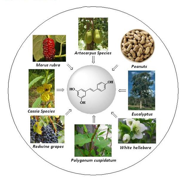 A Natural Polyphenol, that Prevents Illness and Increases Longevity An